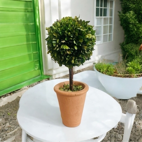 Braided Topiary Tree Indoor Outdoor Preserved Boxwood Topiary in Round Planter - Picture 1 of 4